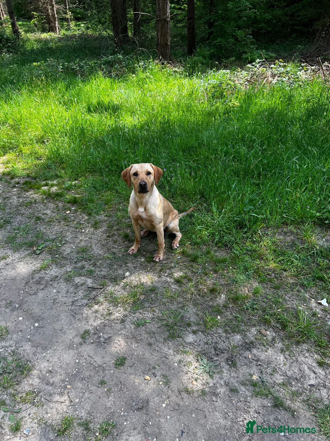 Labrador Retriever dogs for sale: Fox red Kc reg Labrador Retriever Puppies  - Advert 2