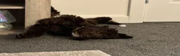 Cockapoo dogs for sale: Beautiful Male Cockapoo - Advert 7