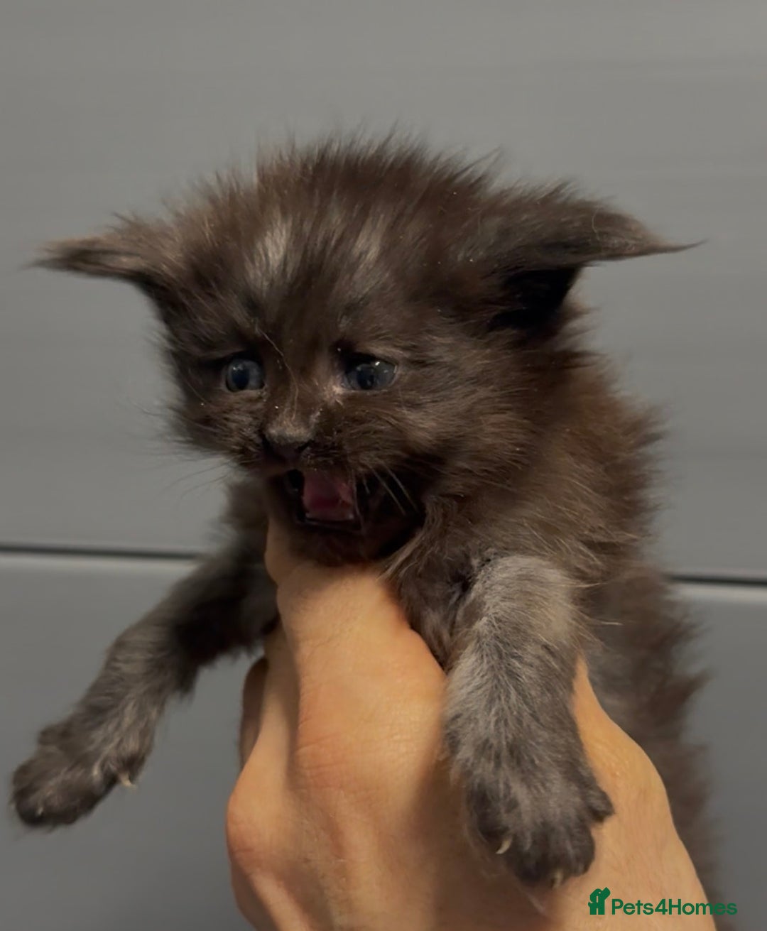 Maine Coon cats for sale: XL maine coon kittens Russia bloodlines  - Advert 8