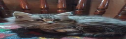 Maine Coon cats for sale: Maine Coon female kitten, mother TICA registered. - Advert 5