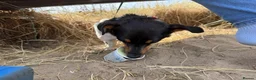 Jack Russell dogs for sale: Male Jack Russell  in Gainsborough - Advert 7