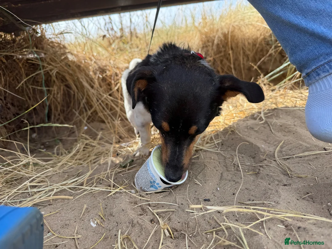 Jack Russell dogs for sale: Male Jack Russell  in Gainsborough - Advert 7