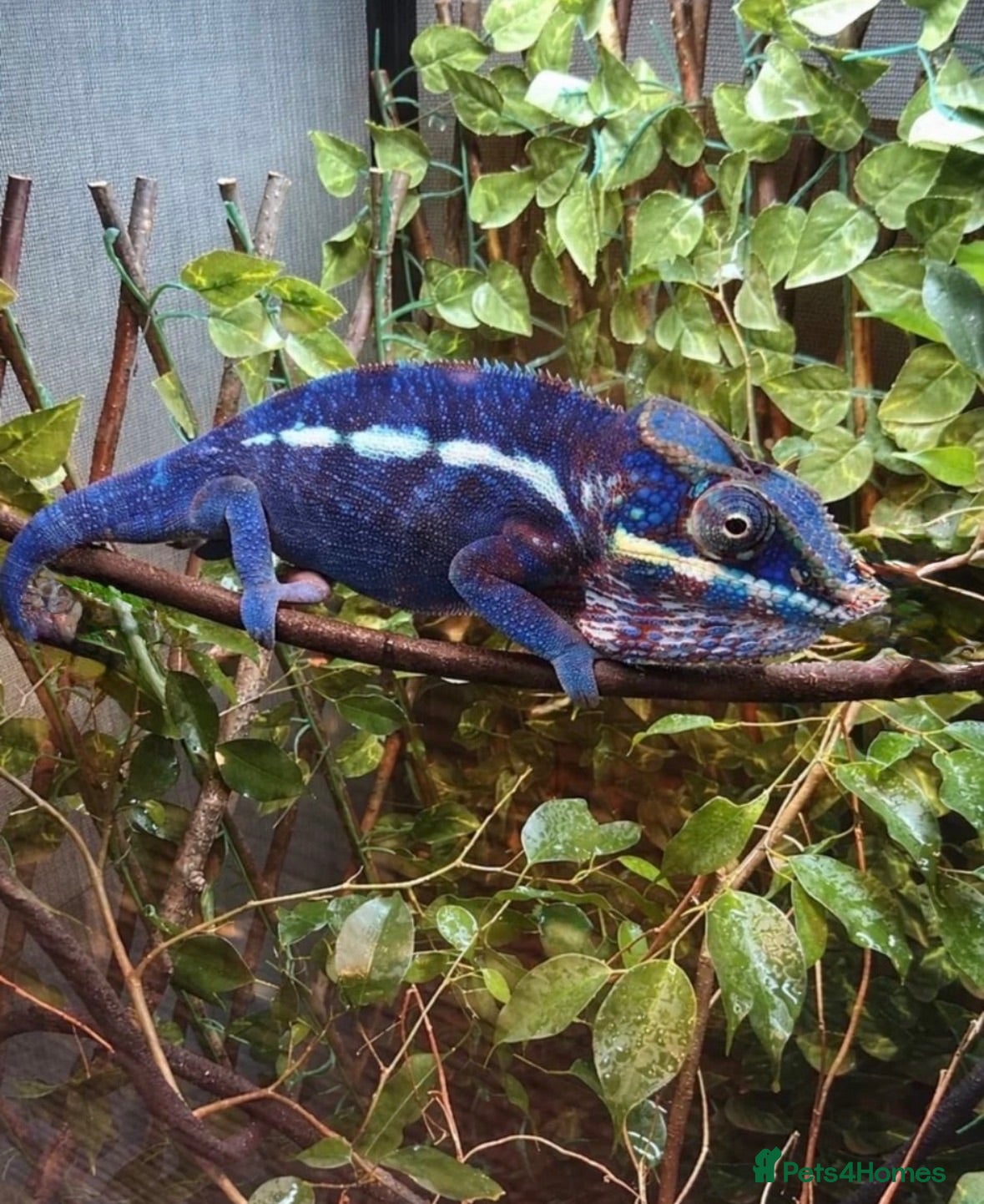 Chameleon reptiles Panther chameleons  - Advert 1