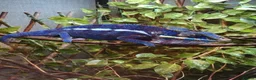 Chameleon reptiles for sale: Panther chameleons  - Advert 1