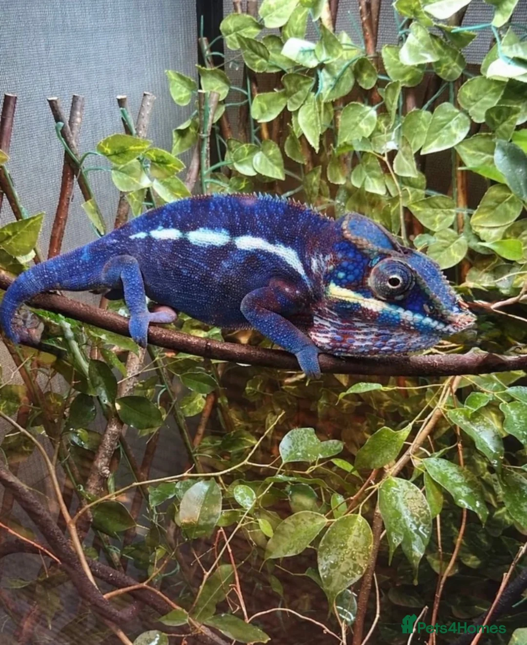 Chameleon reptiles for sale: Panther chameleons  - Advert 1