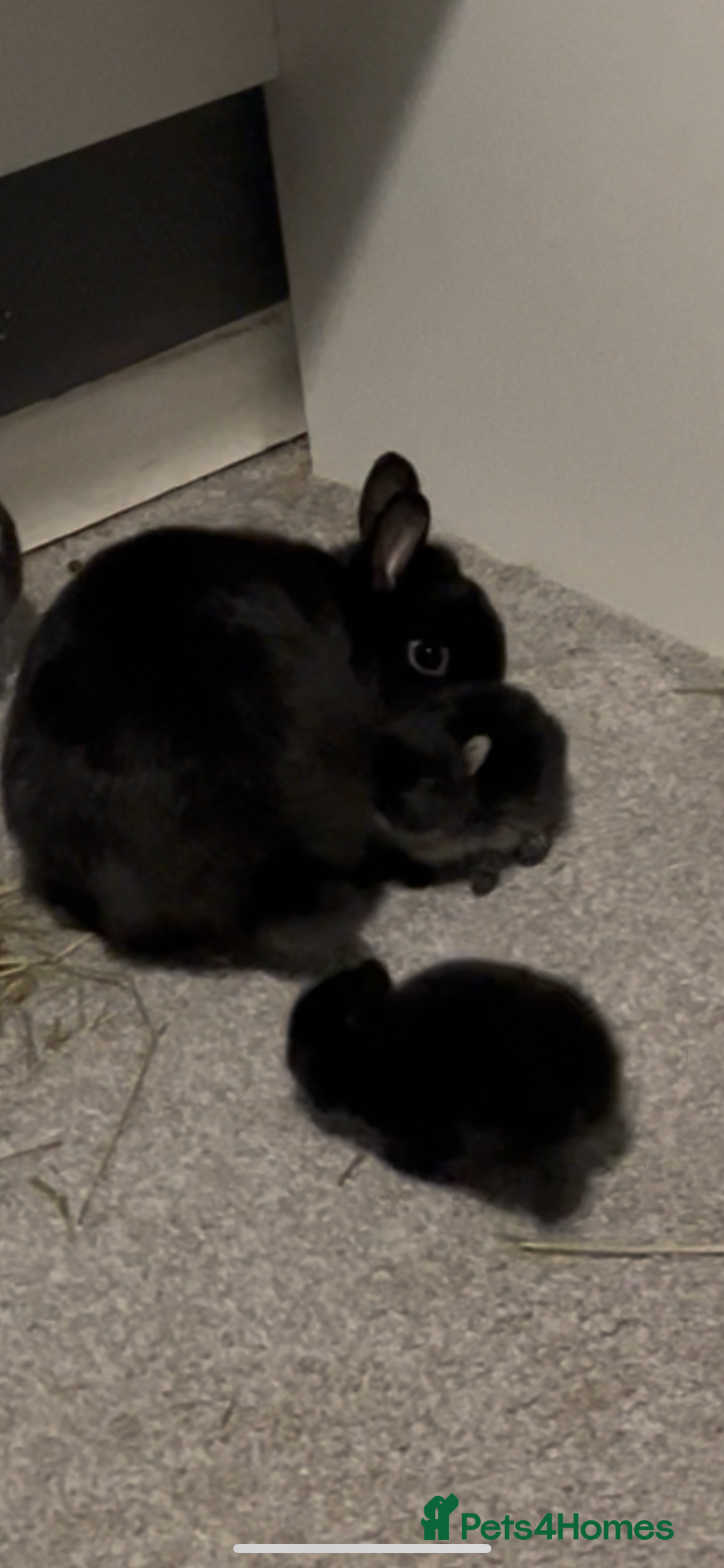 Netherland Dwarf rabbits for sale: Black Netherland dwarf  - Image 1