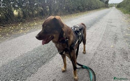 Mixed Breed dogs for adoption: Meet Heather, currently residing in Cheshire  - Image 14