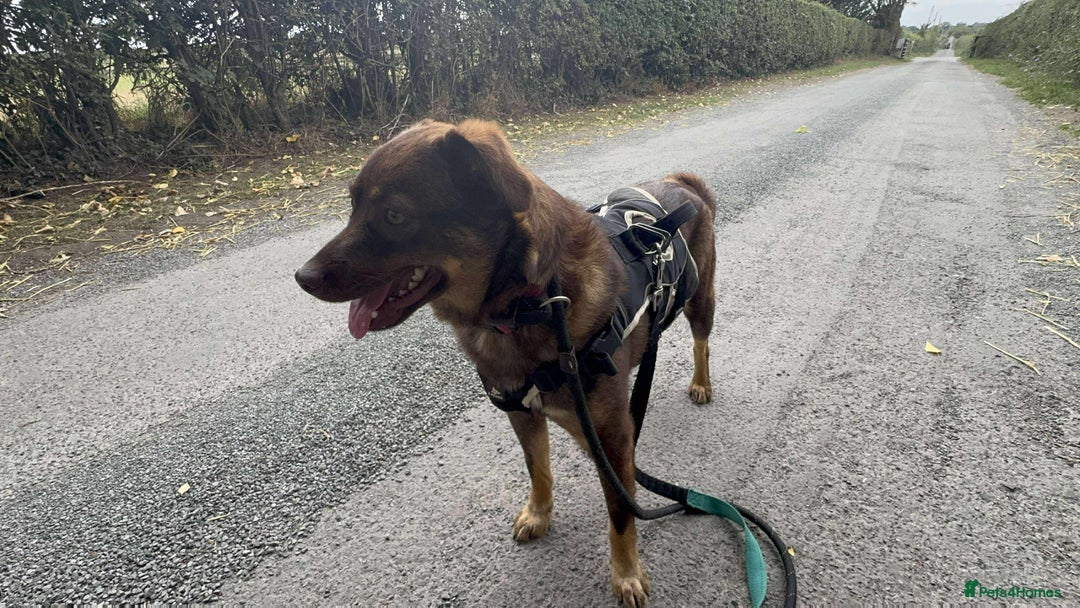 Mixed Breed dogs for adoption: Meet Heather, currently residing in Cheshire  - Image 14