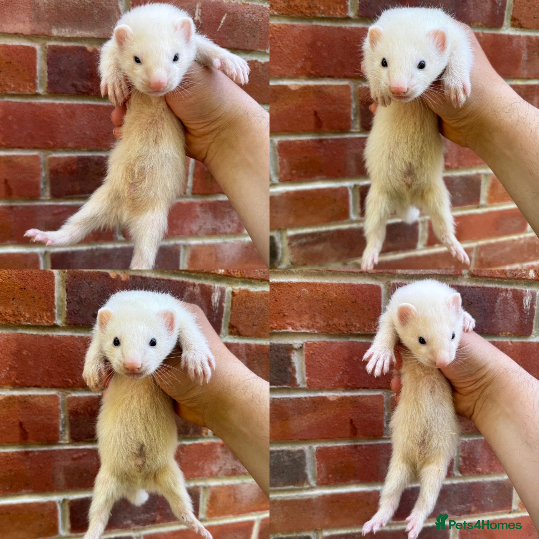 Ferret rodents Hob Ferret Kits  - Advert 2