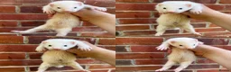 Ferret rodents for sale: Hob Ferret Kits  - Advert 3