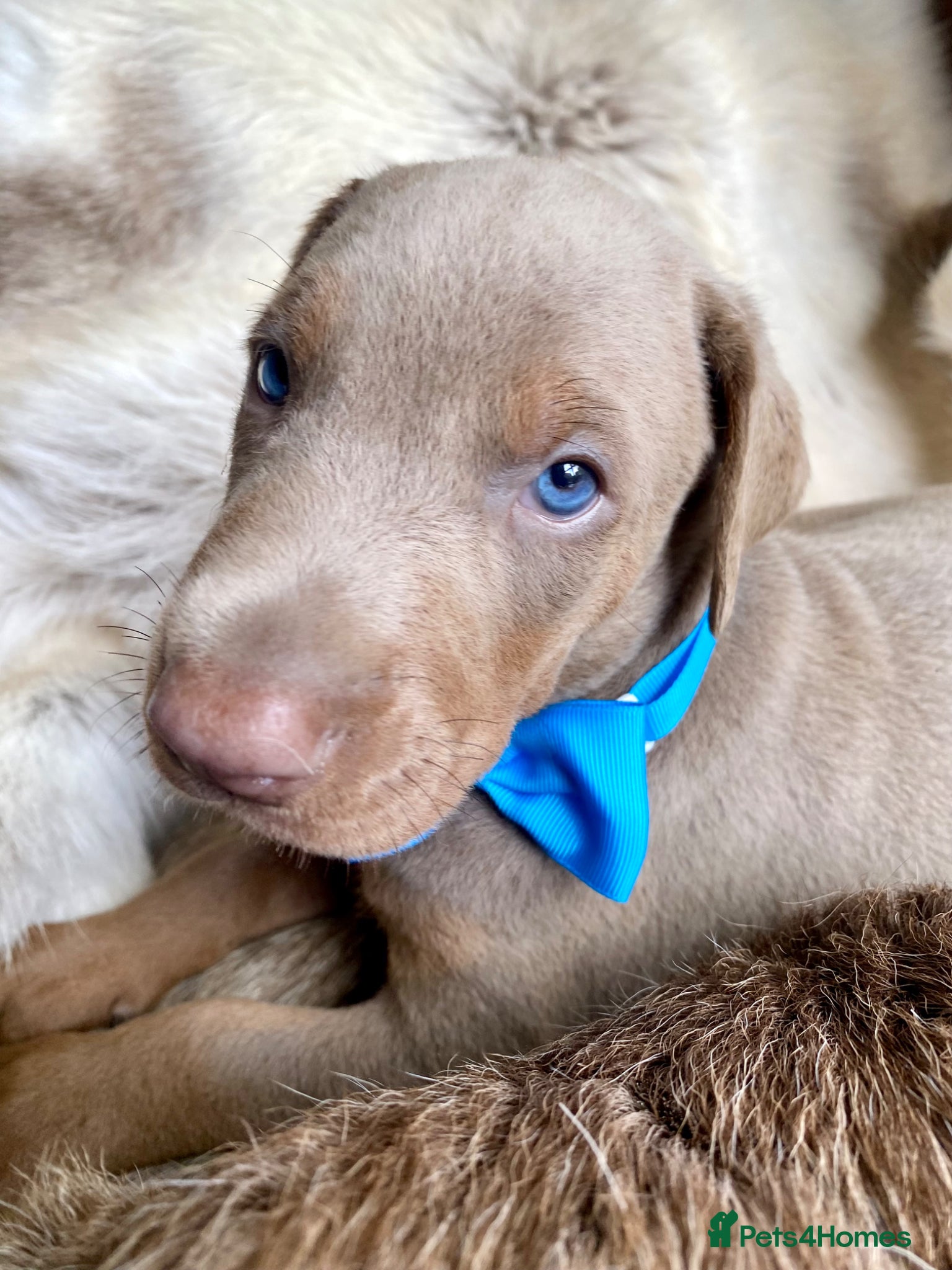 Dobermann dogs for sale: *KC REGISTERED* HEALTH TESTED DOBERMAN PUPPIES - Advert 14