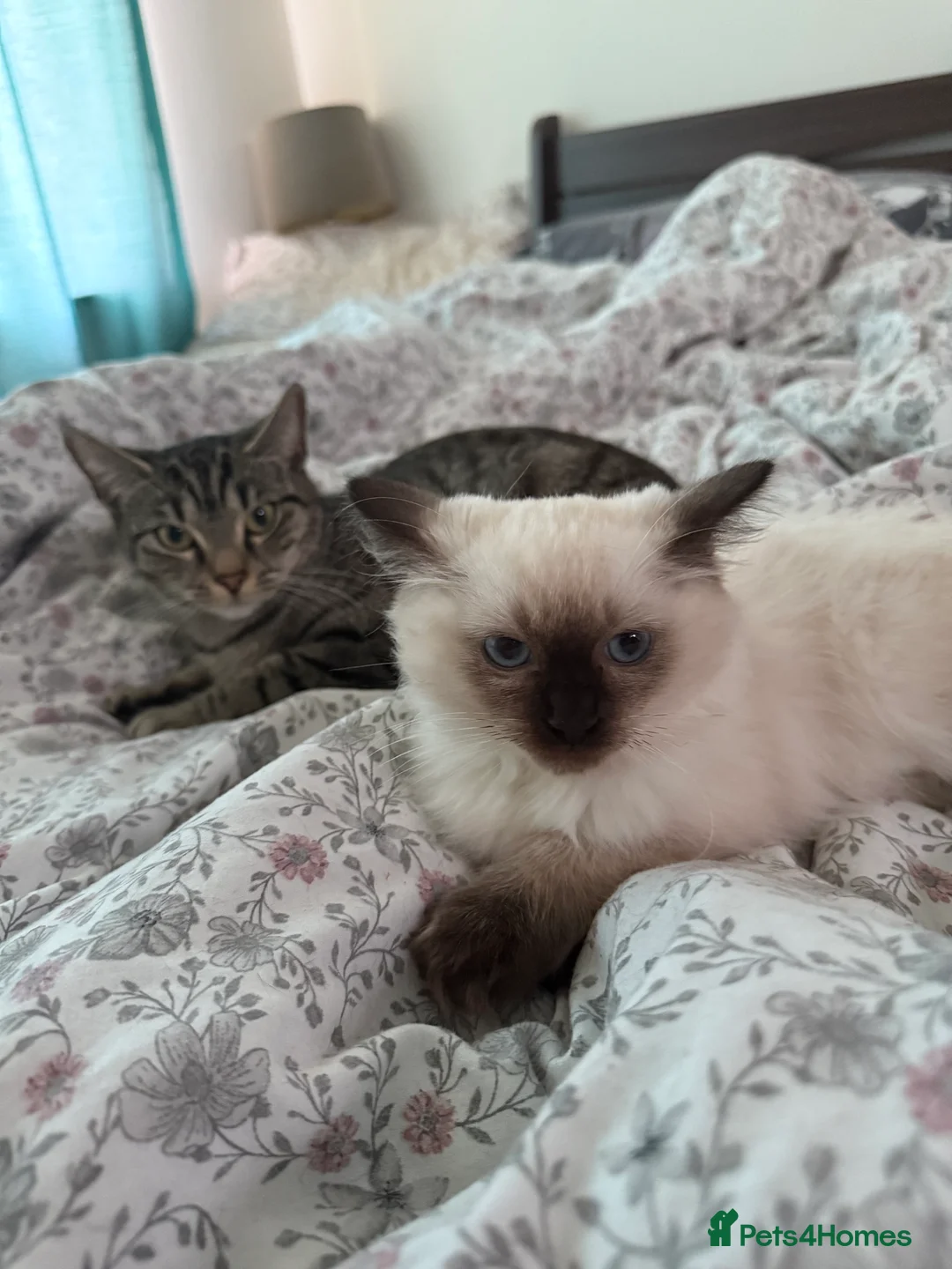 Mixed Breed cats for sale: 2 Tabby kittens for sale - Advert 3