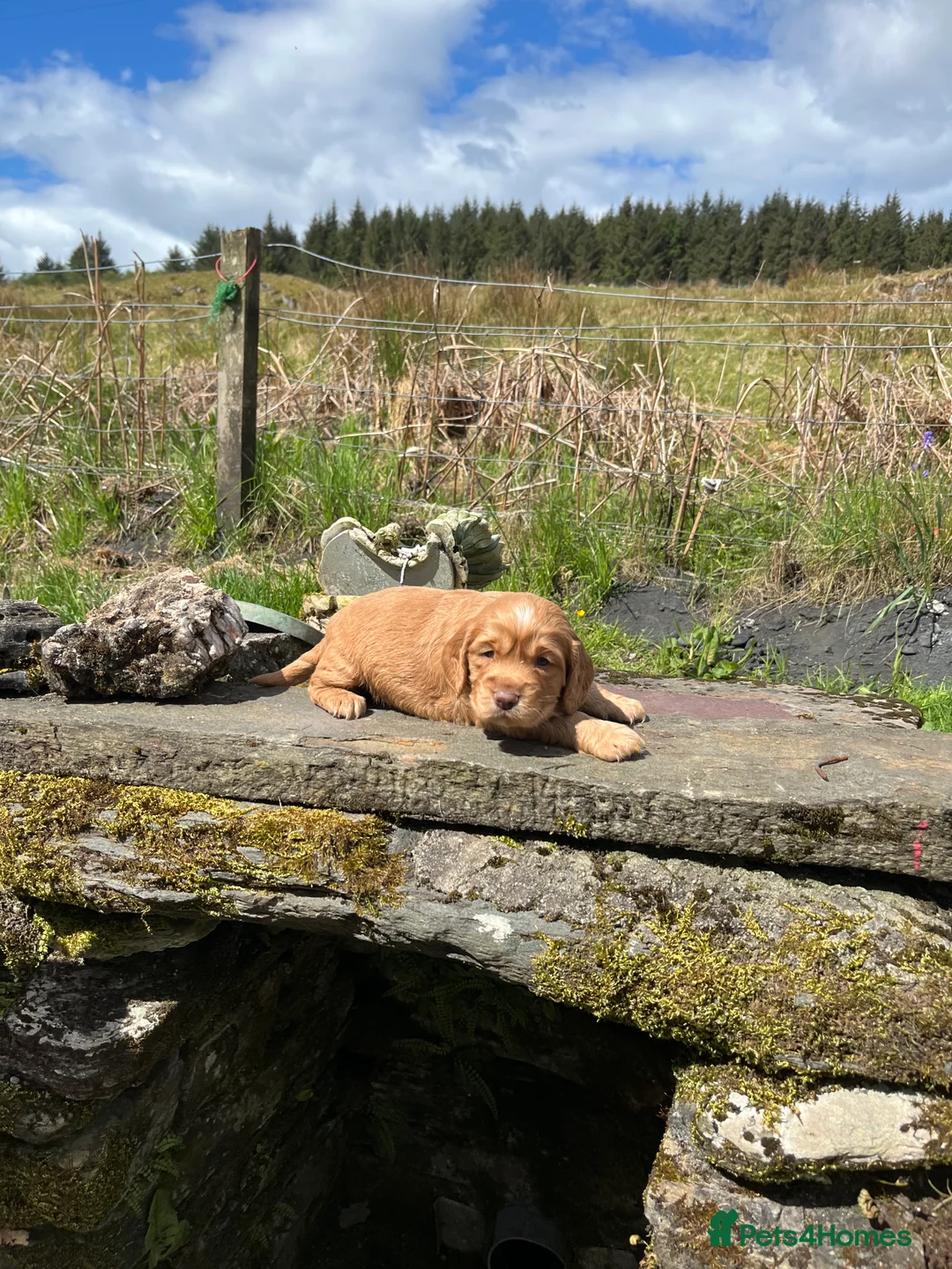 Cocker Spaniel dogs for sale: 4th GEN KC champion Working Cockers - Advert 2