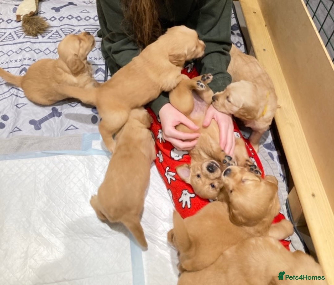 Golden Retriever dogs for sale: KC Registered Golden Retriever Puppies  - Advert 15