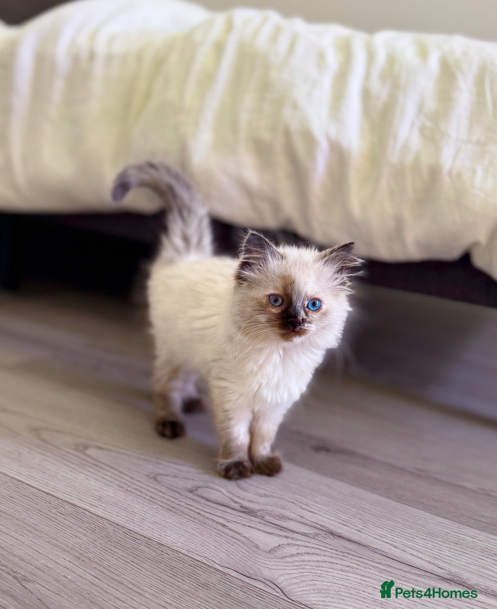 Ragdoll cats Only 2 kittens left 🥹 - Advert 13