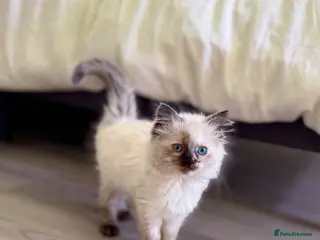 Ragdoll cats Only 2 kittens left 🥹 - Advert 13