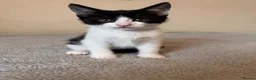 Domestic Shorthair cats for sale: 7 beautiful kittens for sale - Advert 17