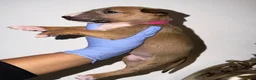Bull Terrier dogs for sale: Beautiful Quality KC English Bullterrier Puppies - Advert 16