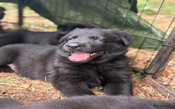 German Shepherd dogs for sale: Vonlisand M-litter - Image 20