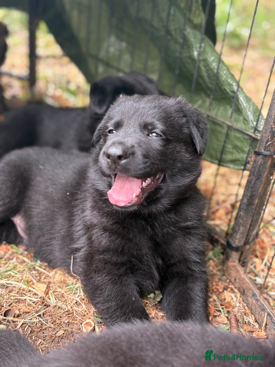 German Shepherd dogs for sale: Vonlisand M-litter - Image 20