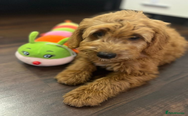 Goldendoodle dogs - Advert 1