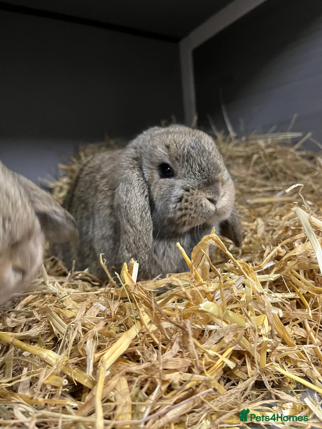 Mini Lop rabbits for sale: Mini Lop Bunnies - Advert 7