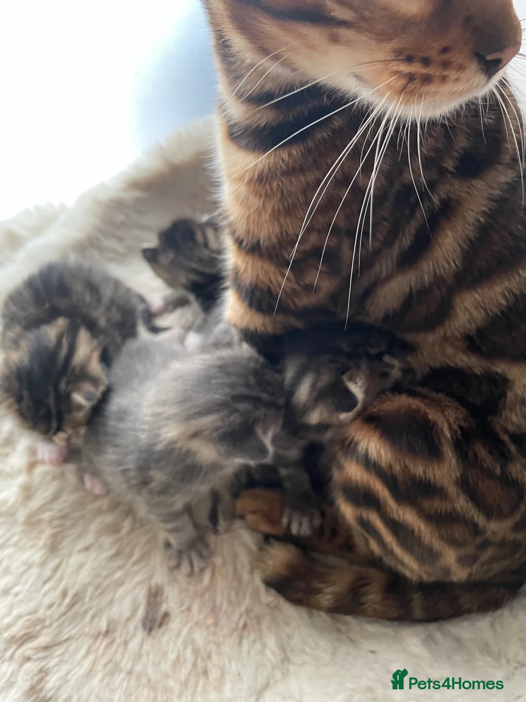 Bengal cats for sale: Half bengal kittens  - Advert 2