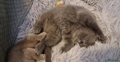 Scottish Fold cats - Advert 4