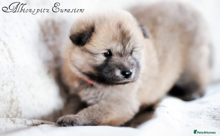 Eurasier dogs - Advert 1
