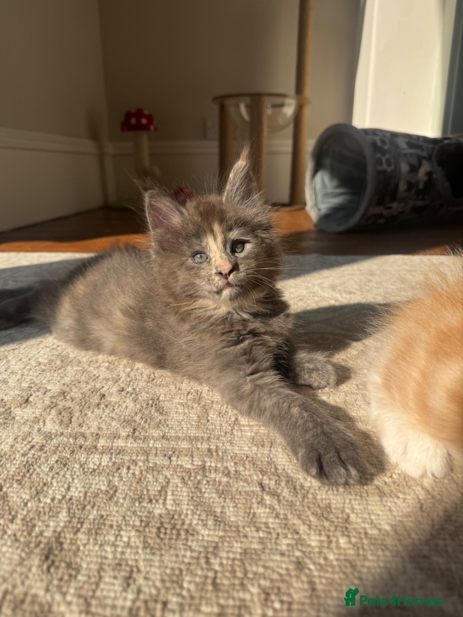 Maine Coon cats     ✨TICA Maine Coon Kittens | Licensed Breeder✨ - Advert 1