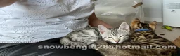 Bengal cats for sale: Snow Bengal 12 weeks GIRL kitten for sale  - Advert 8