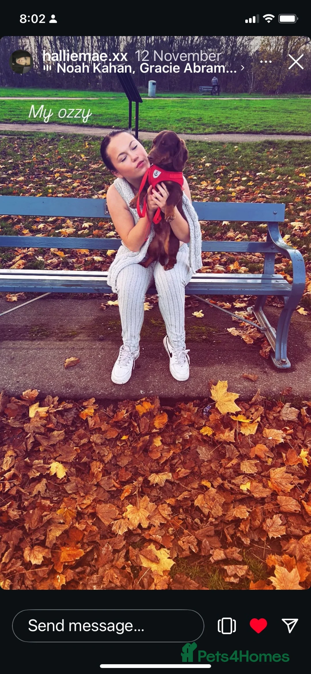 Dachshund dogs for sale: Ozzie - Advert 3