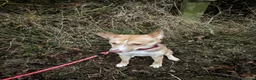 Mixed Breed dogs for sale: Beautiful Husky cross for Rehoming - Advert 4