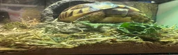 Tortoise reptiles for sale: Marginated Tortoise with full setup  - Advert 6