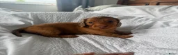 Miniature Dachshund dogs for sale: Outstanding litter of miniature sausage dogs  - Advert 13