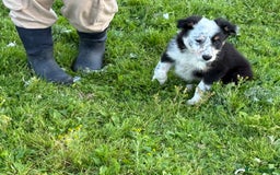Border Collie dogs for sale: Border Collie Puppies  - Image 14