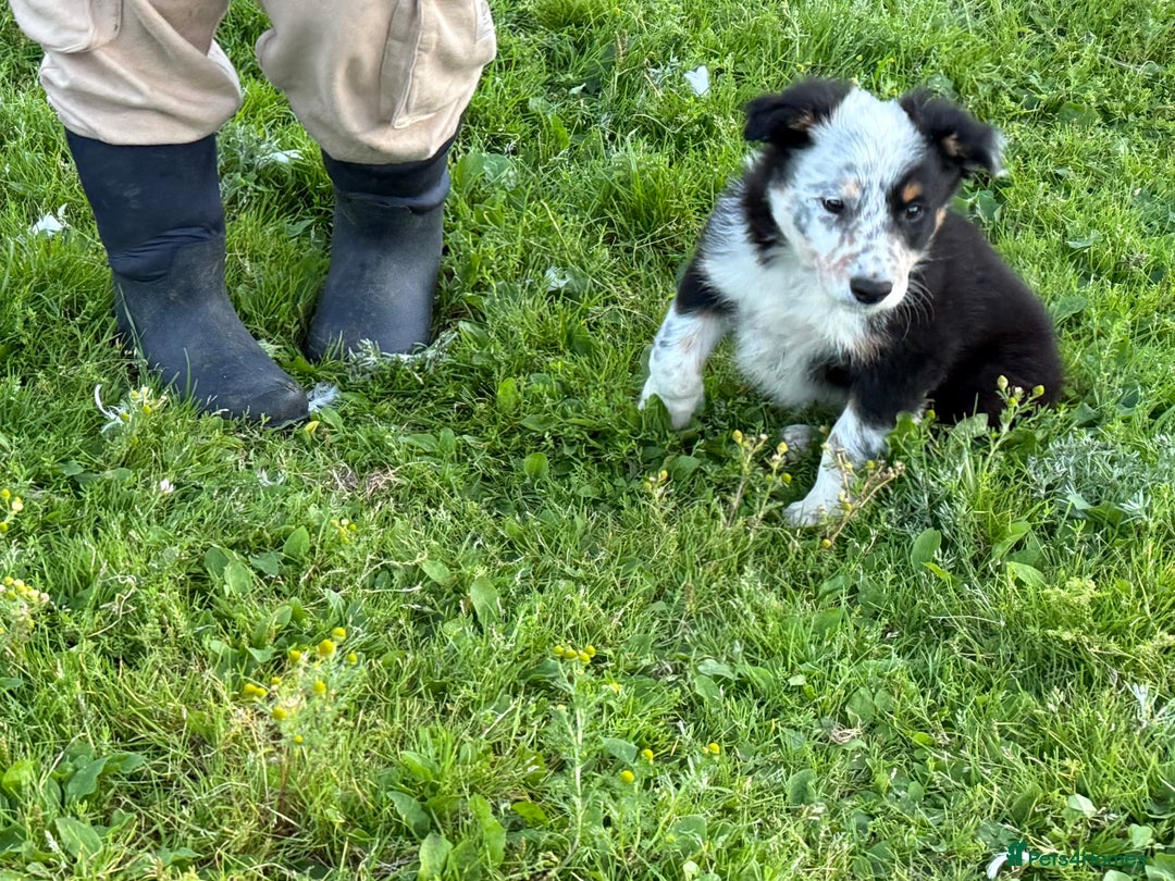 Border Collie dogs for sale: Border Collie Puppies  - Image 14