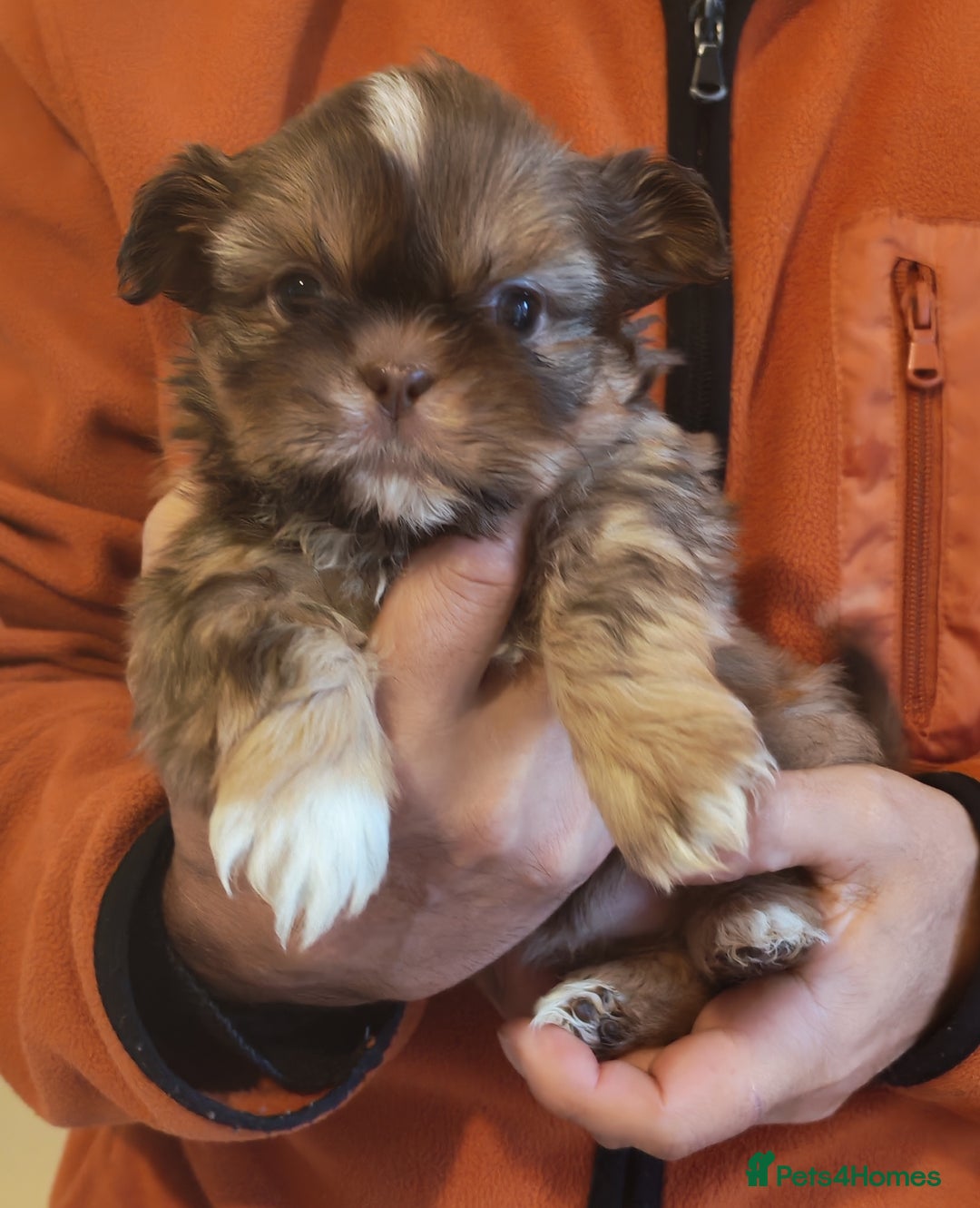 Shih Tzu dogs for sale: 6 Beautiful puppies - Advert 3
