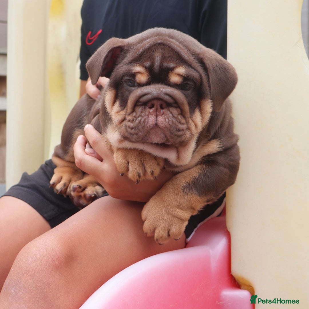 English Bulldog dogs for sale: 2 Gorgeous English Bulldog Pups 🩷 - Image 19