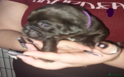 Mixed Breed dogs for sale: 6 beautiful black labrador x pocket bullie pups  - Image 5