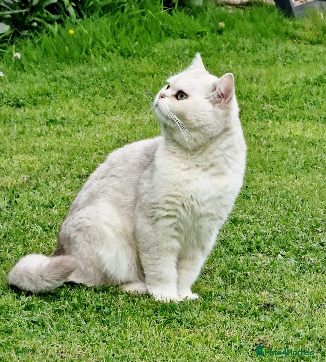British Shorthair cats for stud: ❤ British ShortHair Active Stud ❤ Champion ❤ in Doncaster - Advert 10