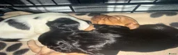 Mixed Breed dogs for sale: Sproodle puppies  - Advert 16