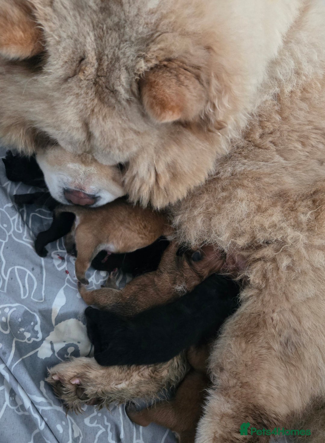 Chow Chow dogs for sale: Ready leave 23/12/2025 chocolate carrier CHOW CHOW - Advert 12