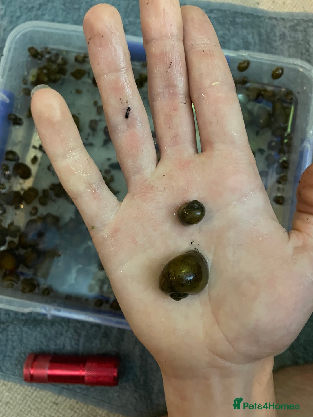 Snails invertebrates for sale: 10x golden apple snails (young) - Image 1