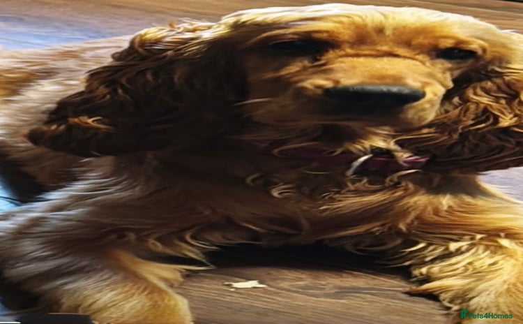 Cocker Spaniel dogs - Advert 7
