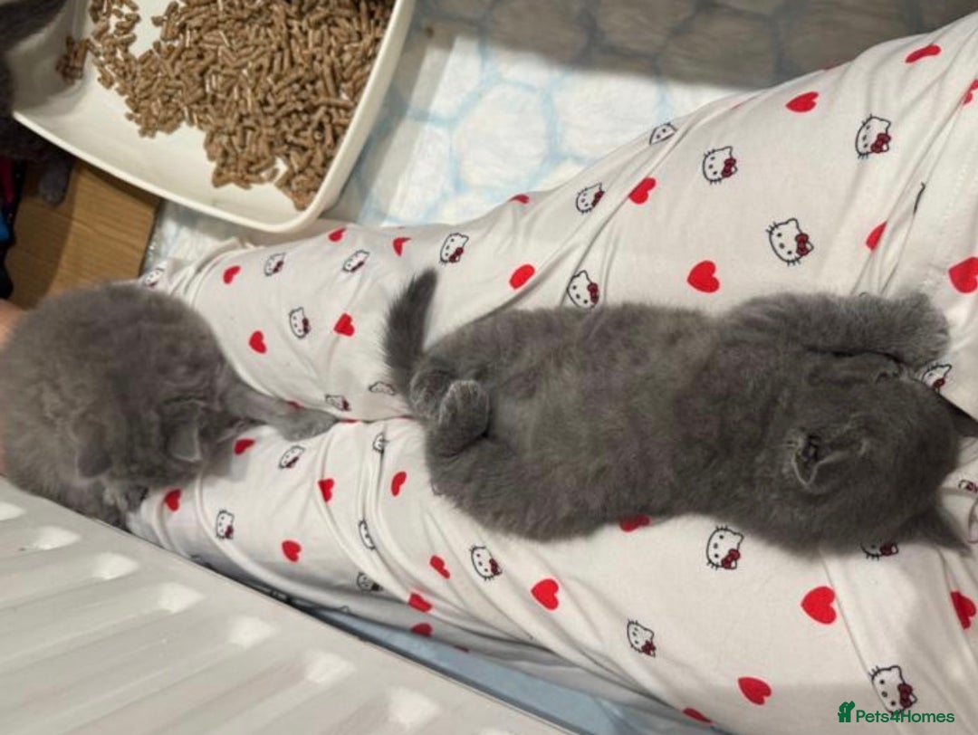 British Shorthair cats for sale: Gorgeous British Shorthairs - Advert 11