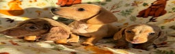 Miniature Dachshund dogs for sale: 3 beautiful mini dashs - Advert 11