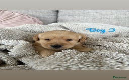 Labradoodle dogs for sale: Red/Apricot Health Tested Miniature Labradoodles - Image 12