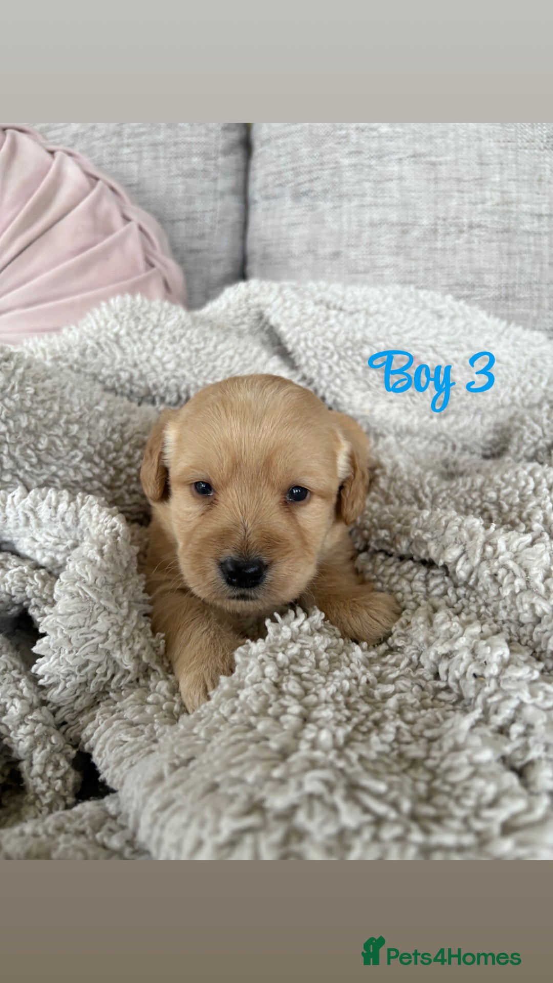 Labradoodle dogs for sale: Red/Apricot Health Tested Miniature Labradoodles - Image 12