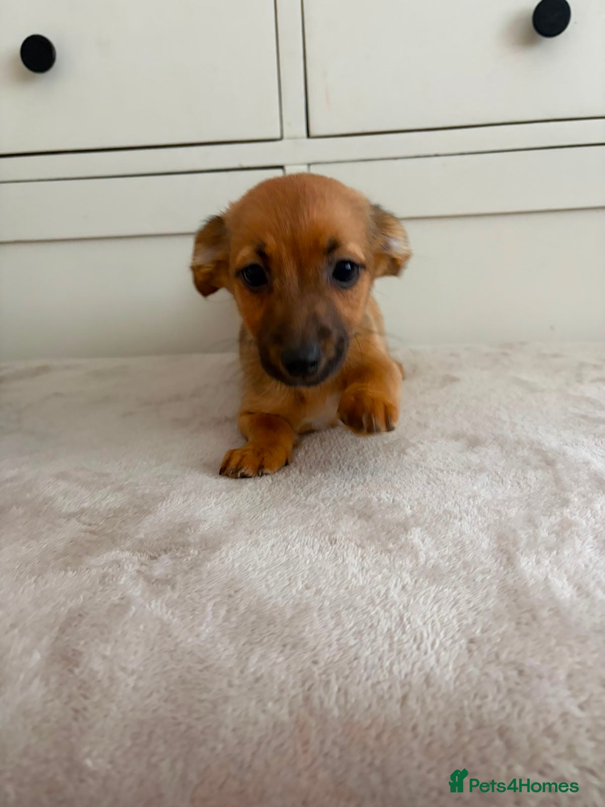 Jack Russell dogs for sale: Jack Russell puppies - Advert 3